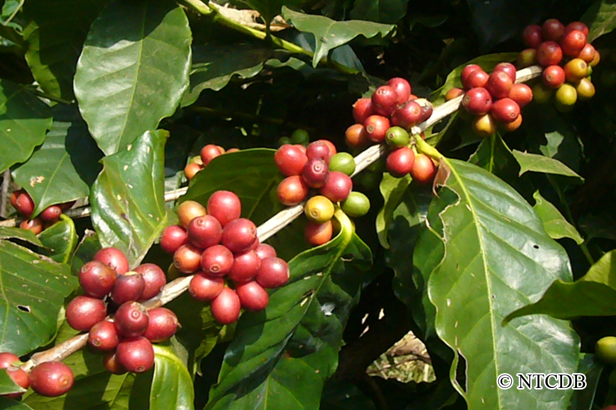 Ripe Coffee Cherries of Nepal