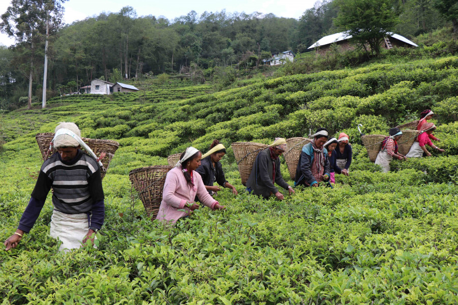 Tea growers set to reap virus bonanza as prices soar amid lower production
